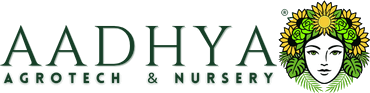 Aadhya Agrotech & Nursery
