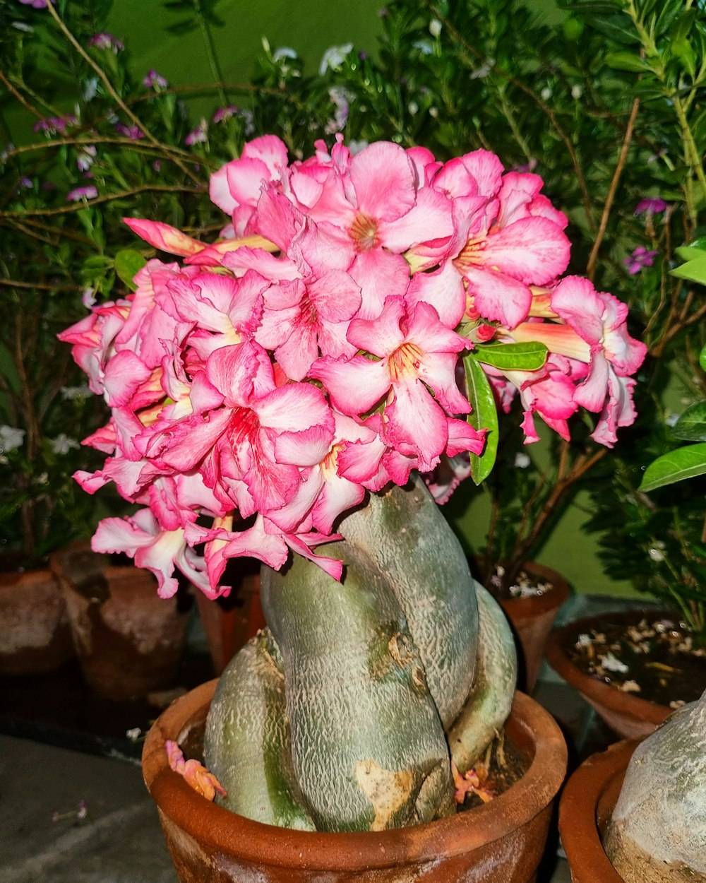 Adenium (Desert Rose) (Adenium obesum)
