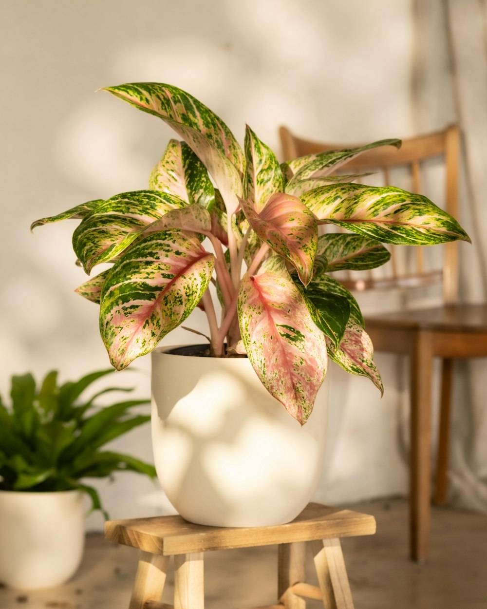 Aglaonema (Aglaonema hybrids)