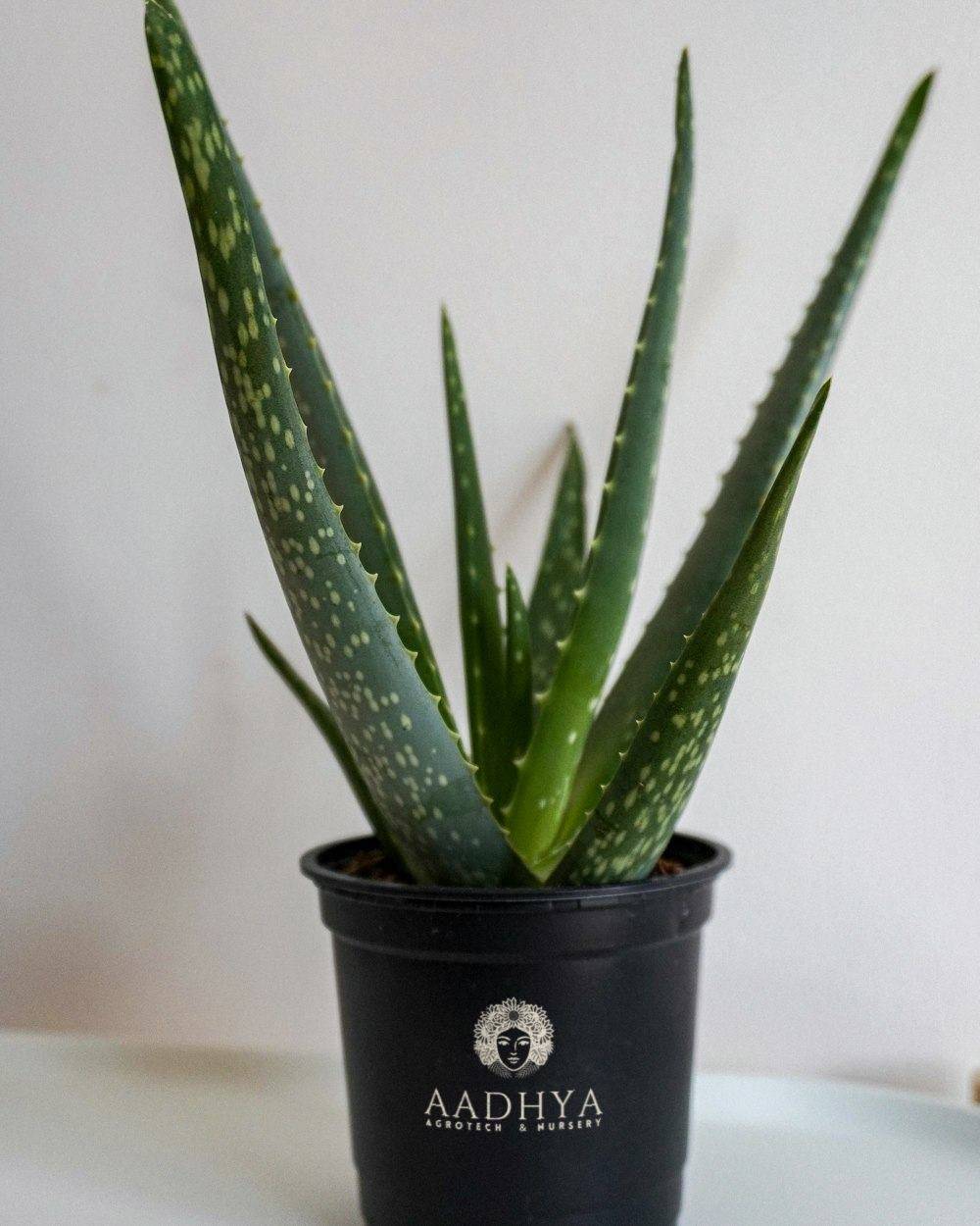 Aloe Vera (Aloe barbadensis miller)