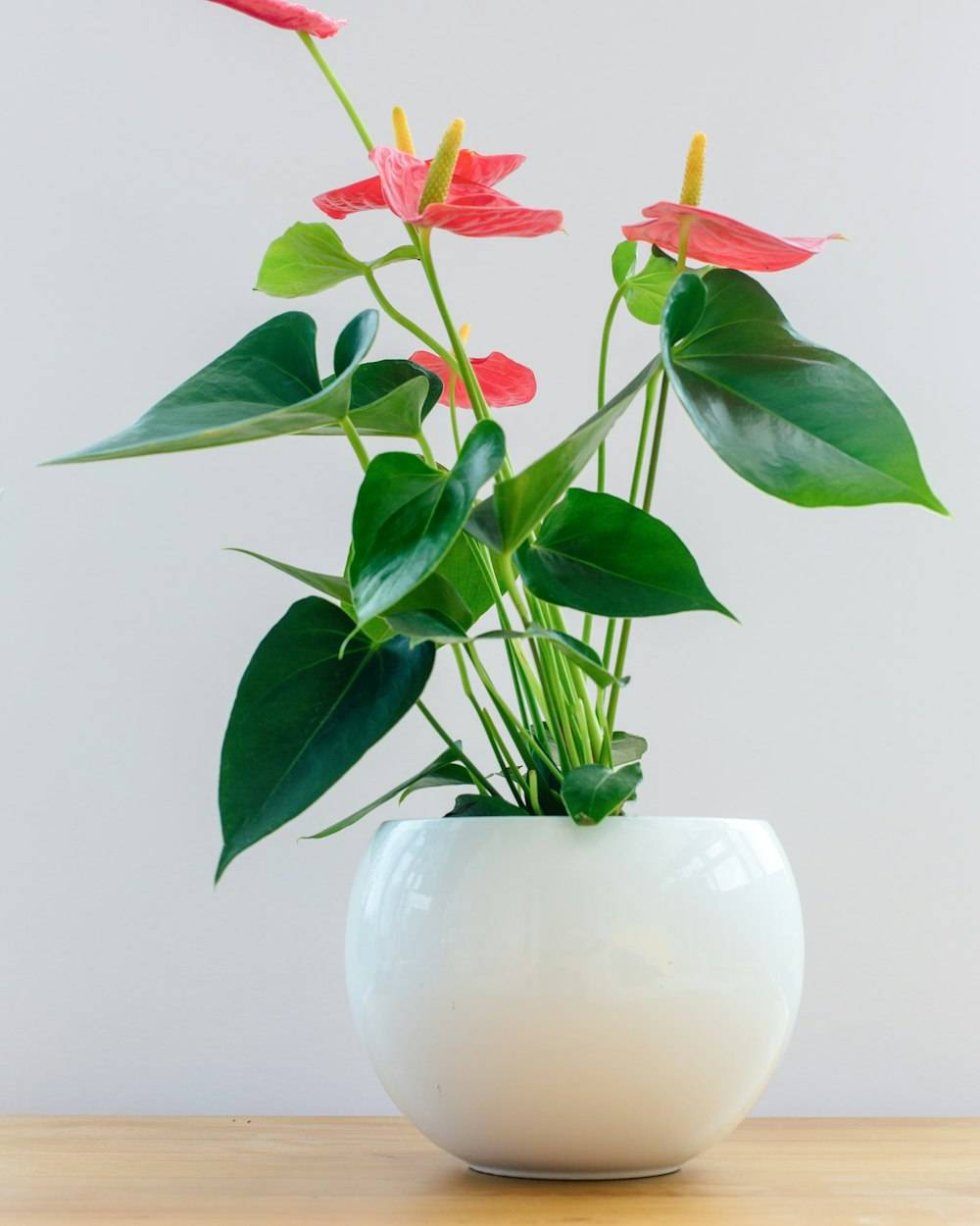 Anthurium (Anthurium andraeanum)