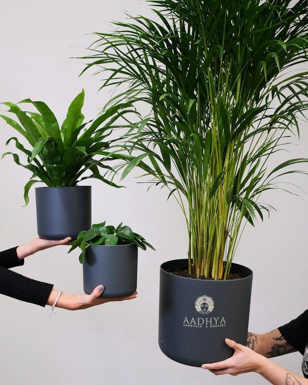 Areca Palm (Dypsis lutescens)