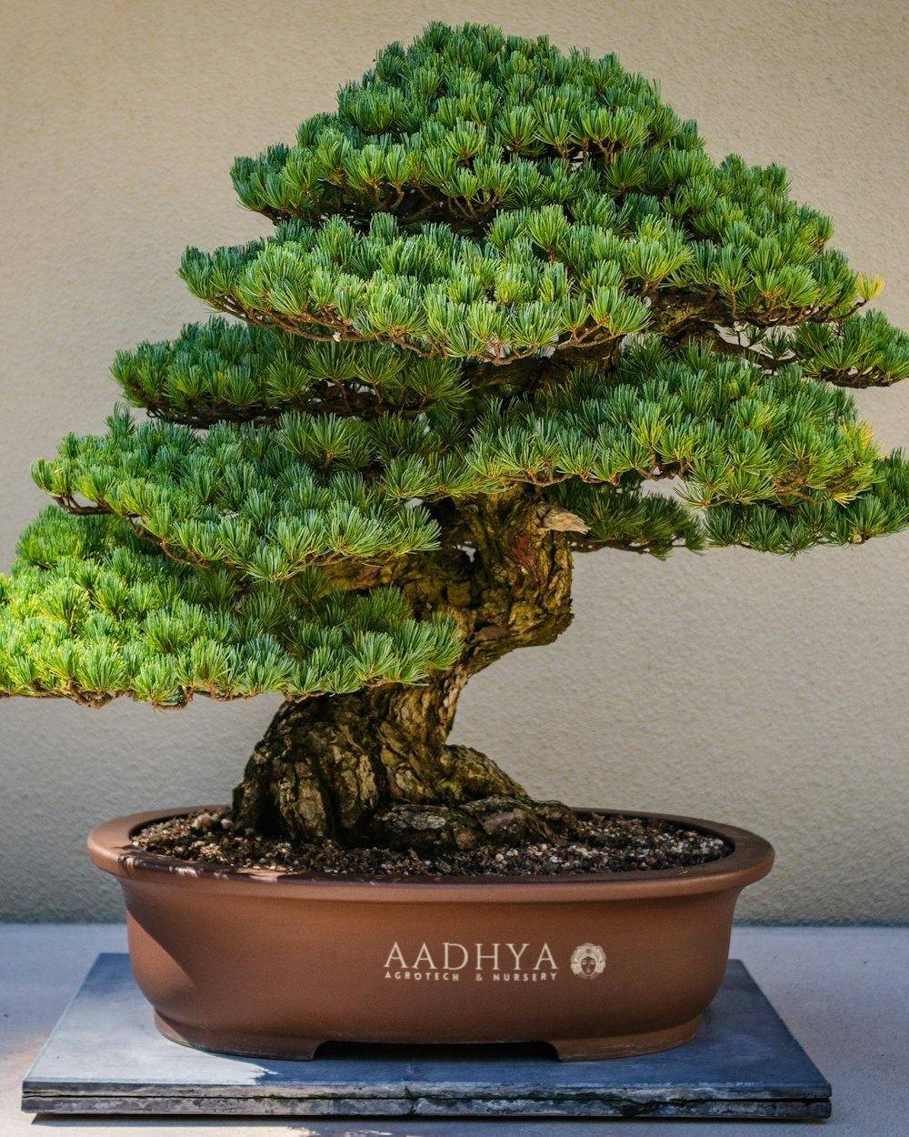Bonsai Collection (Ficus, Juniper & more)
