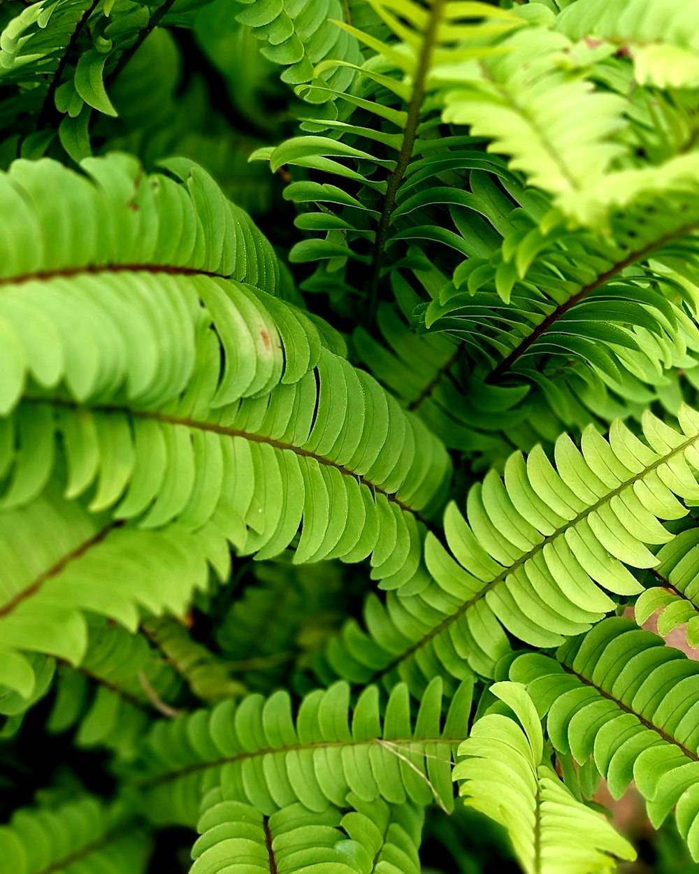Boston Fern (Nephrolepis exaltata)