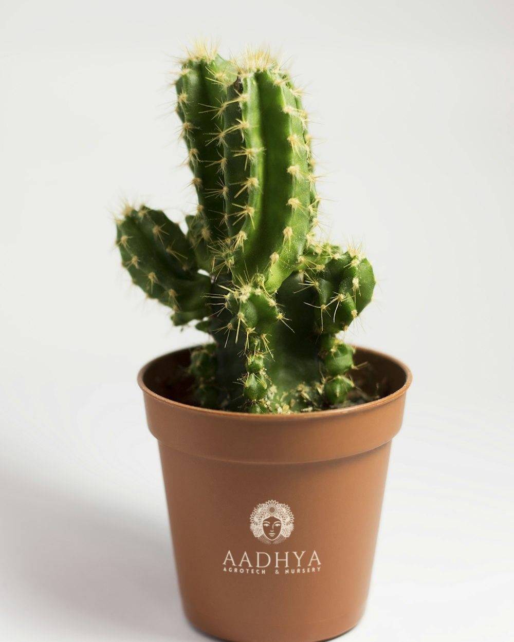 Cactus Collection (Assorted Cactaceae)