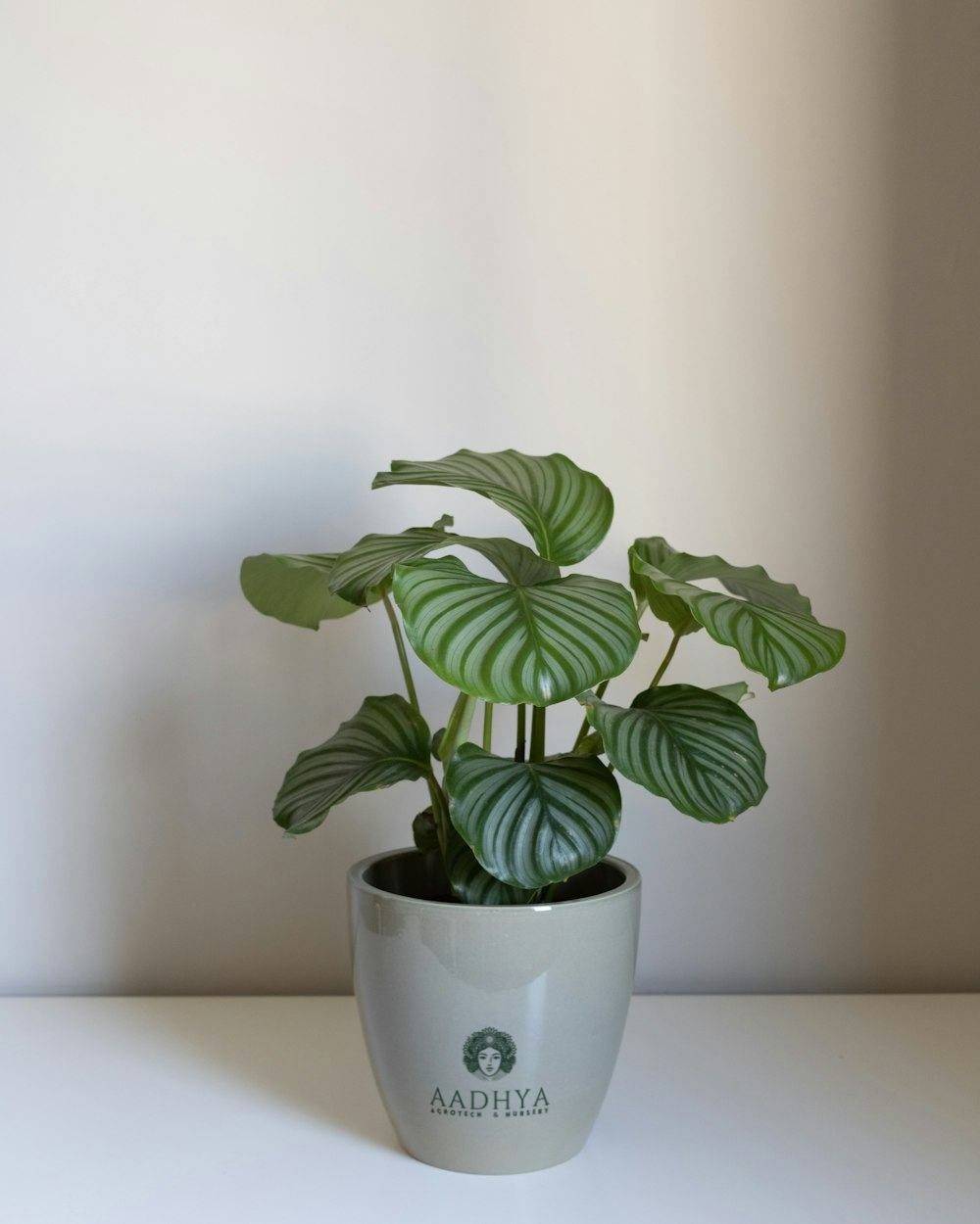 Calathea Orbifolia (Goeppertia orbifolia)