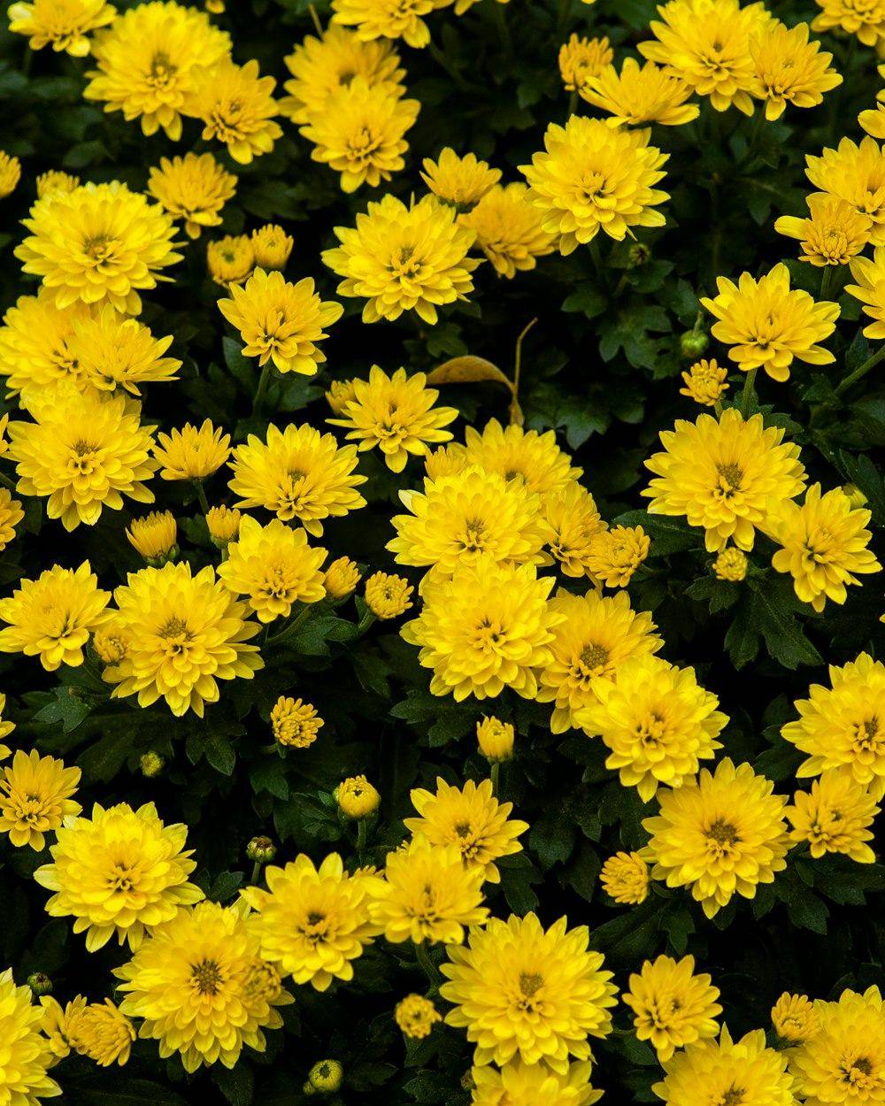 Chrysanthemum (Guldaudi) (Chrysanthemum morifolium)
