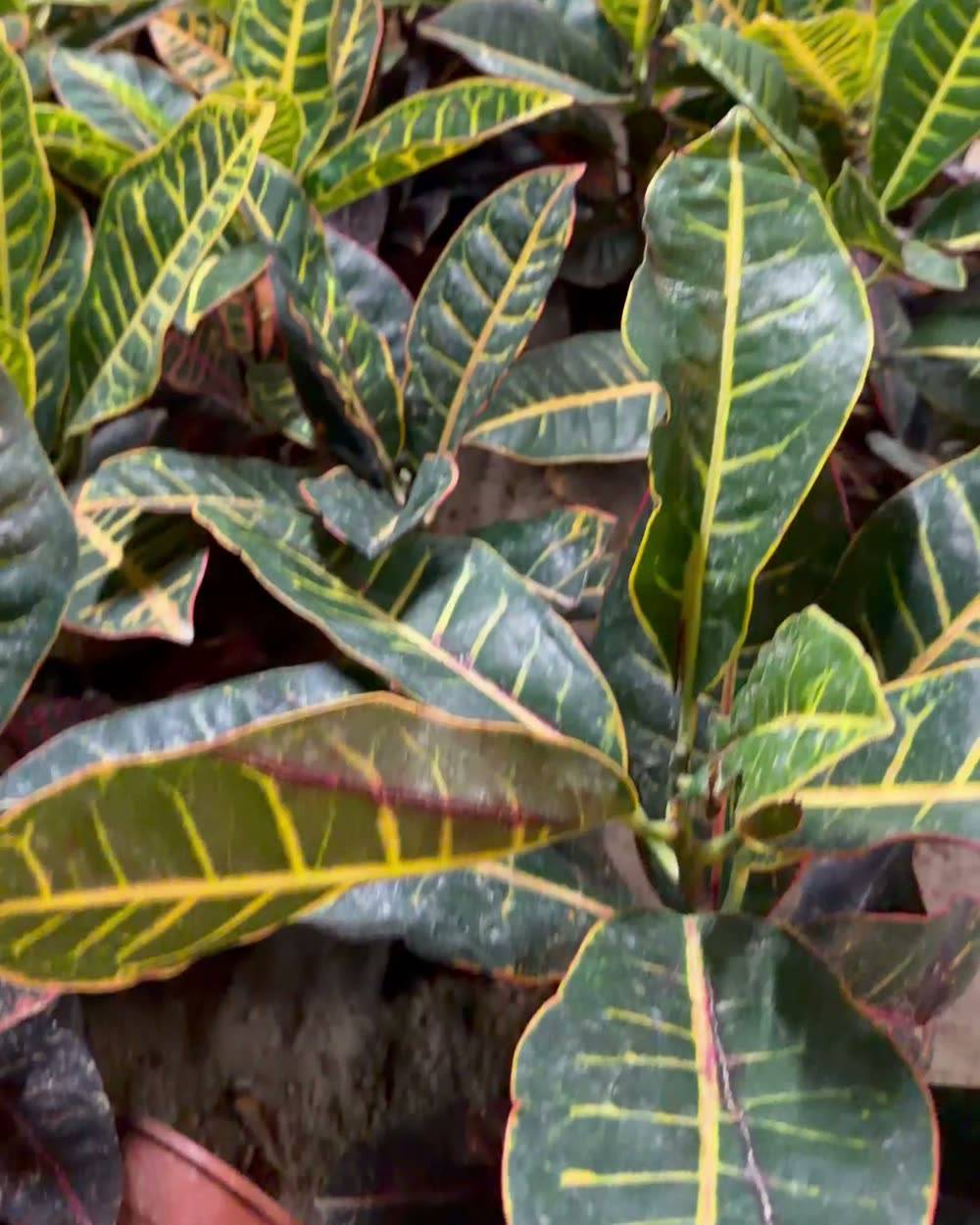 Croton (Codiaeum variegatum)