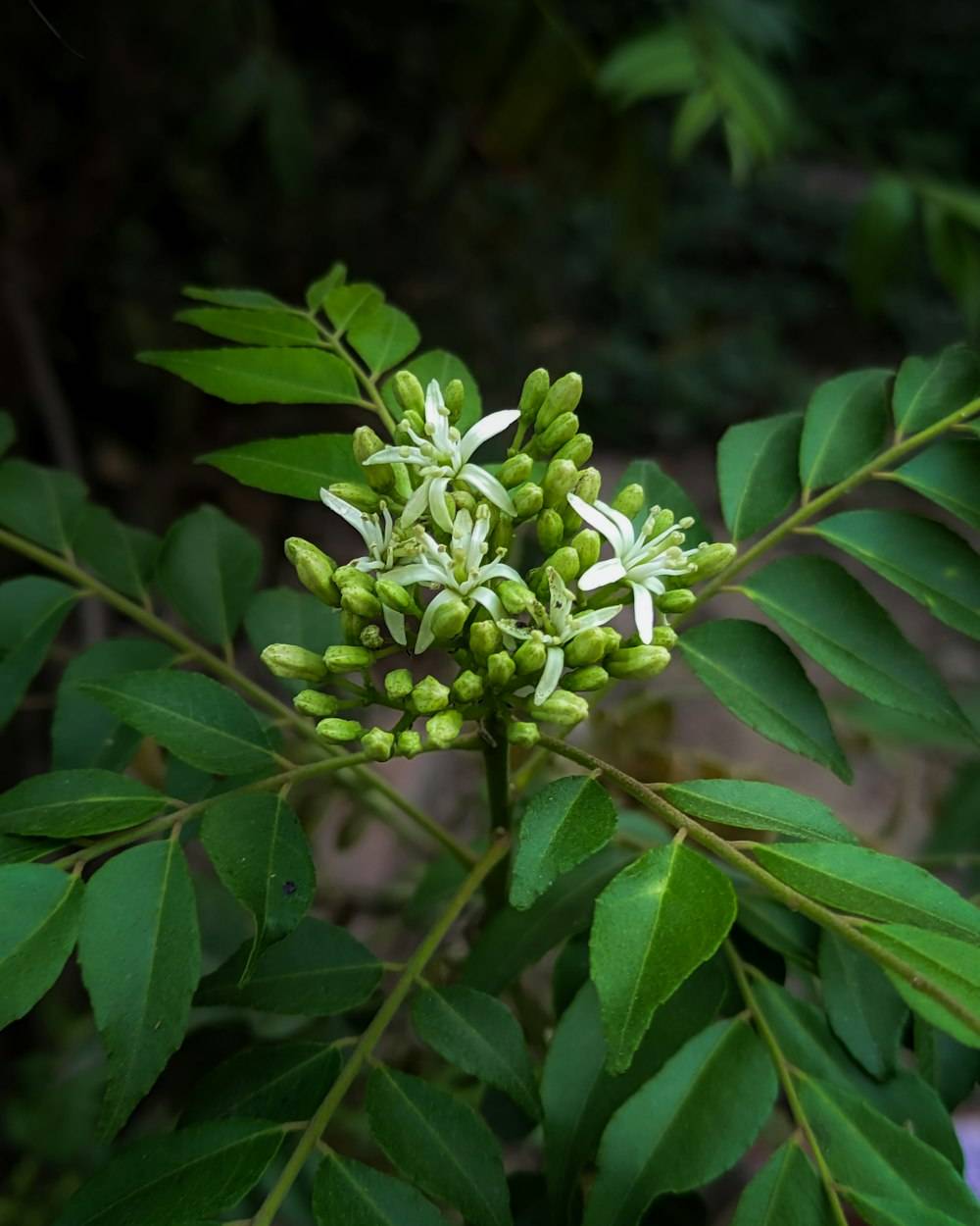 Curry Leaf (Kadi Patta) (Murraya koenigii)