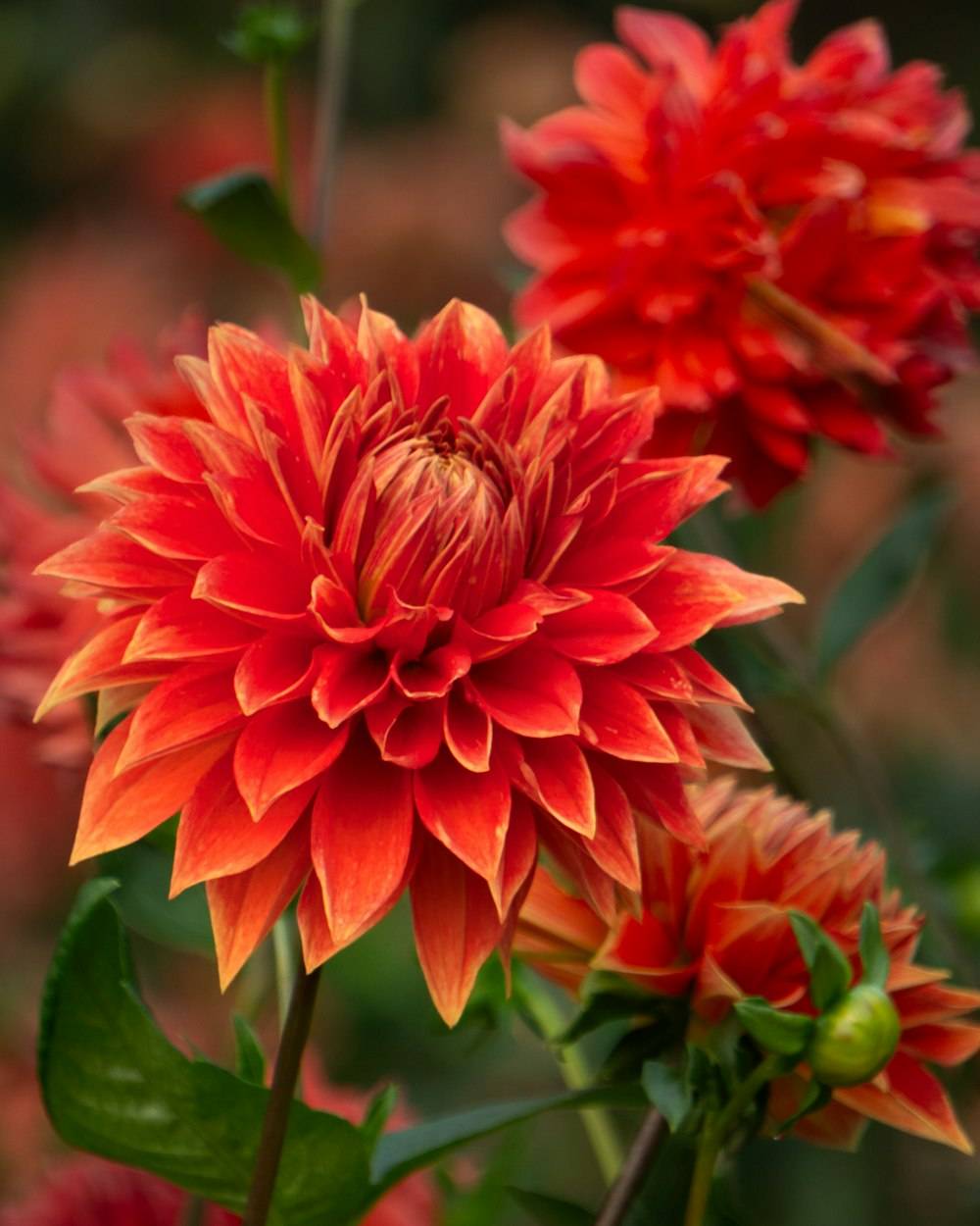 Dahlia (Dahlia pinnata)