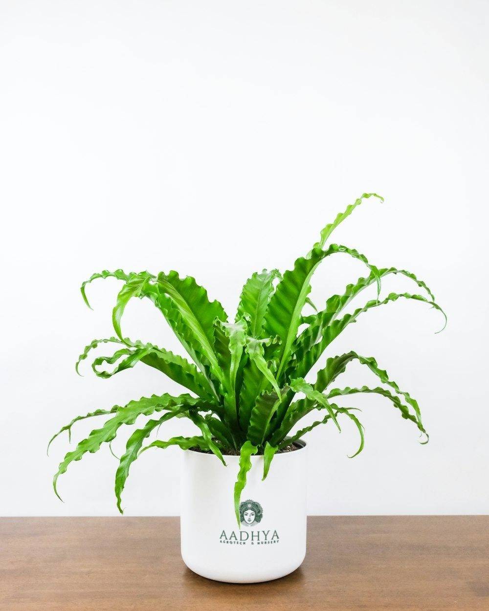 Bird's Nest Fern (Asplenium nidus)