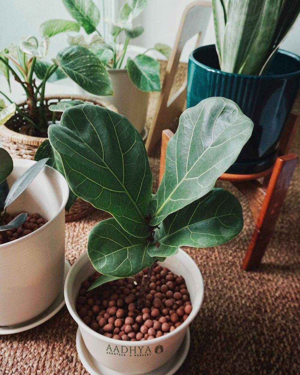 Fiddle Leaf Fig (Ficus lyrata)