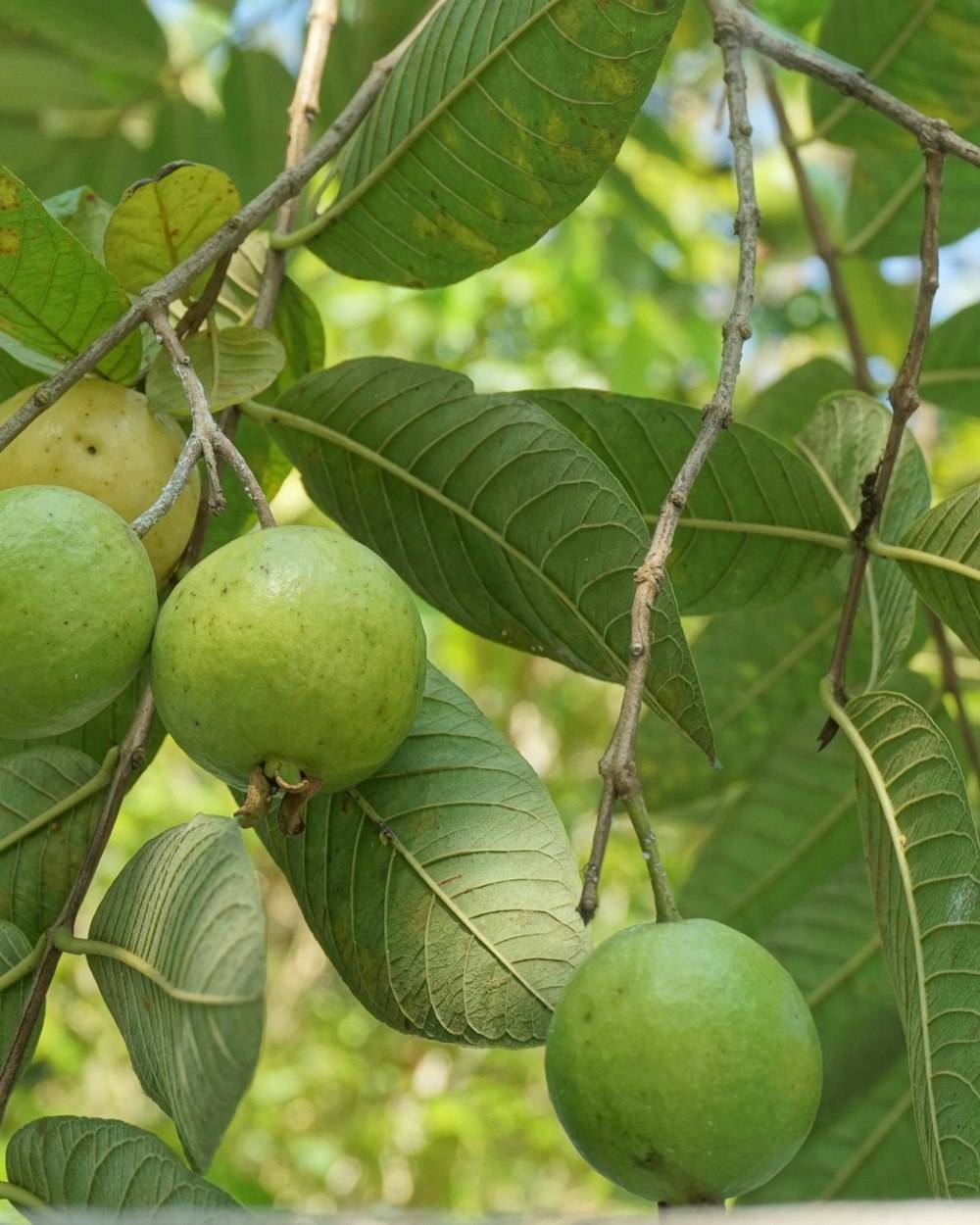 Guava (Grafted) (Psidium guajava)