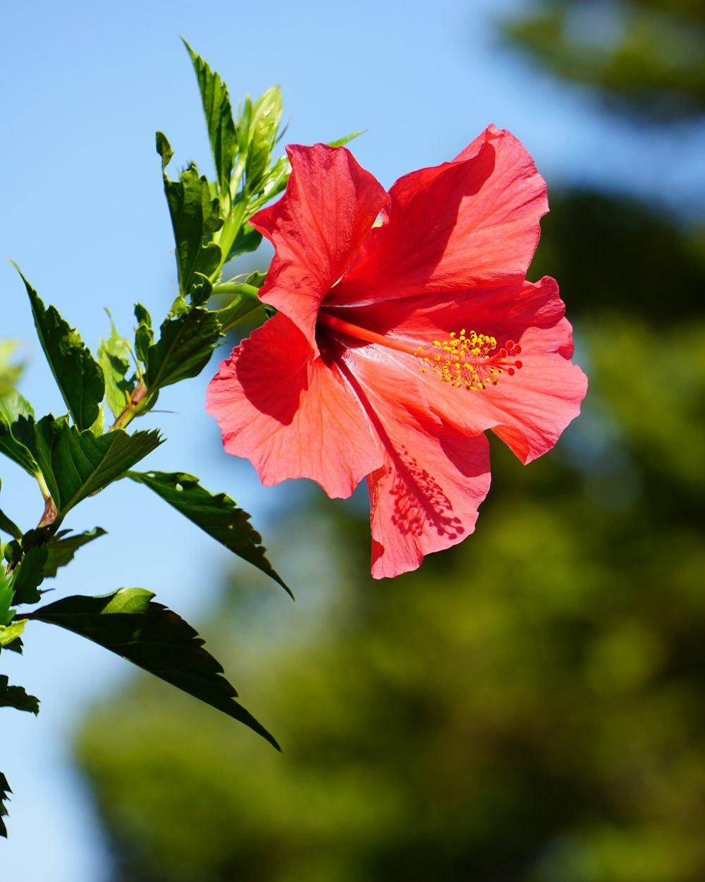 Hibiscus (Hibiscus rosa-sinensis)