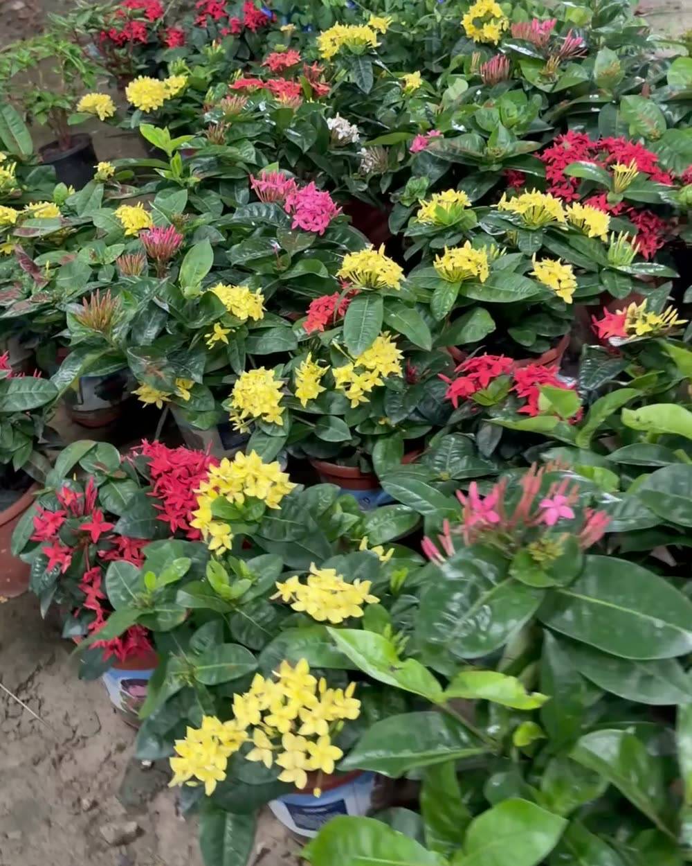 Ixora (Rukmini) (Ixora coccinea)