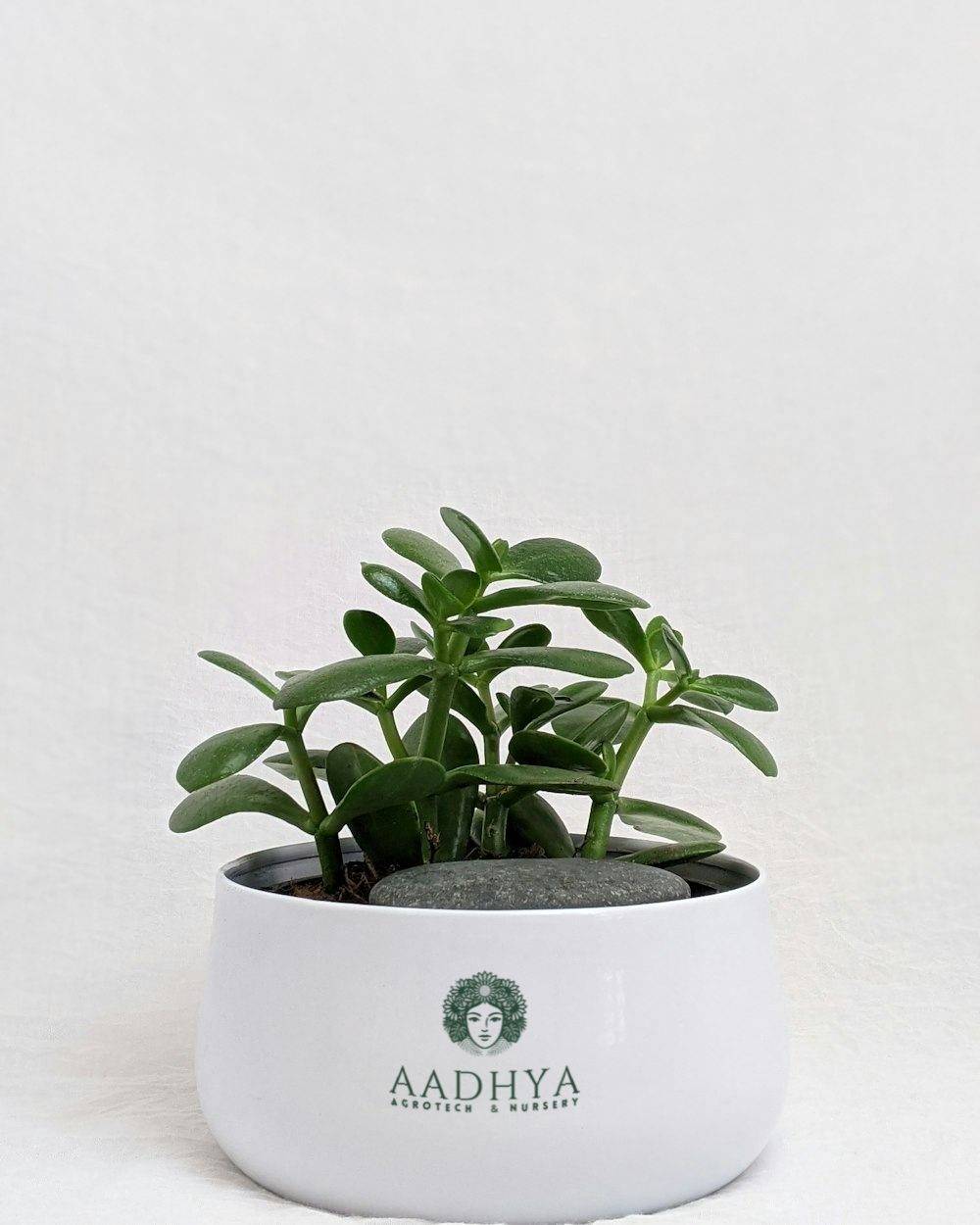 Jade Plant (Crassula ovata)