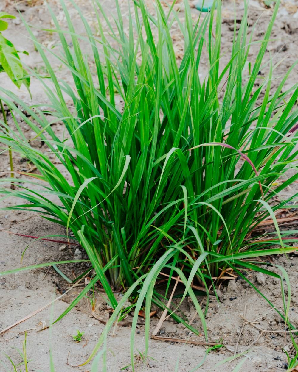 Lemongrass (Cymbopogon citratus)
