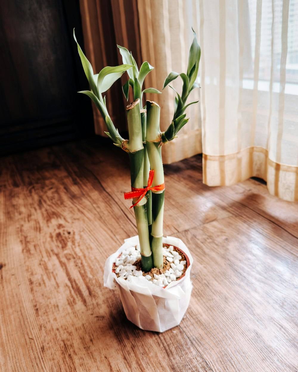 Lucky Bamboo (Dracaena sanderiana)