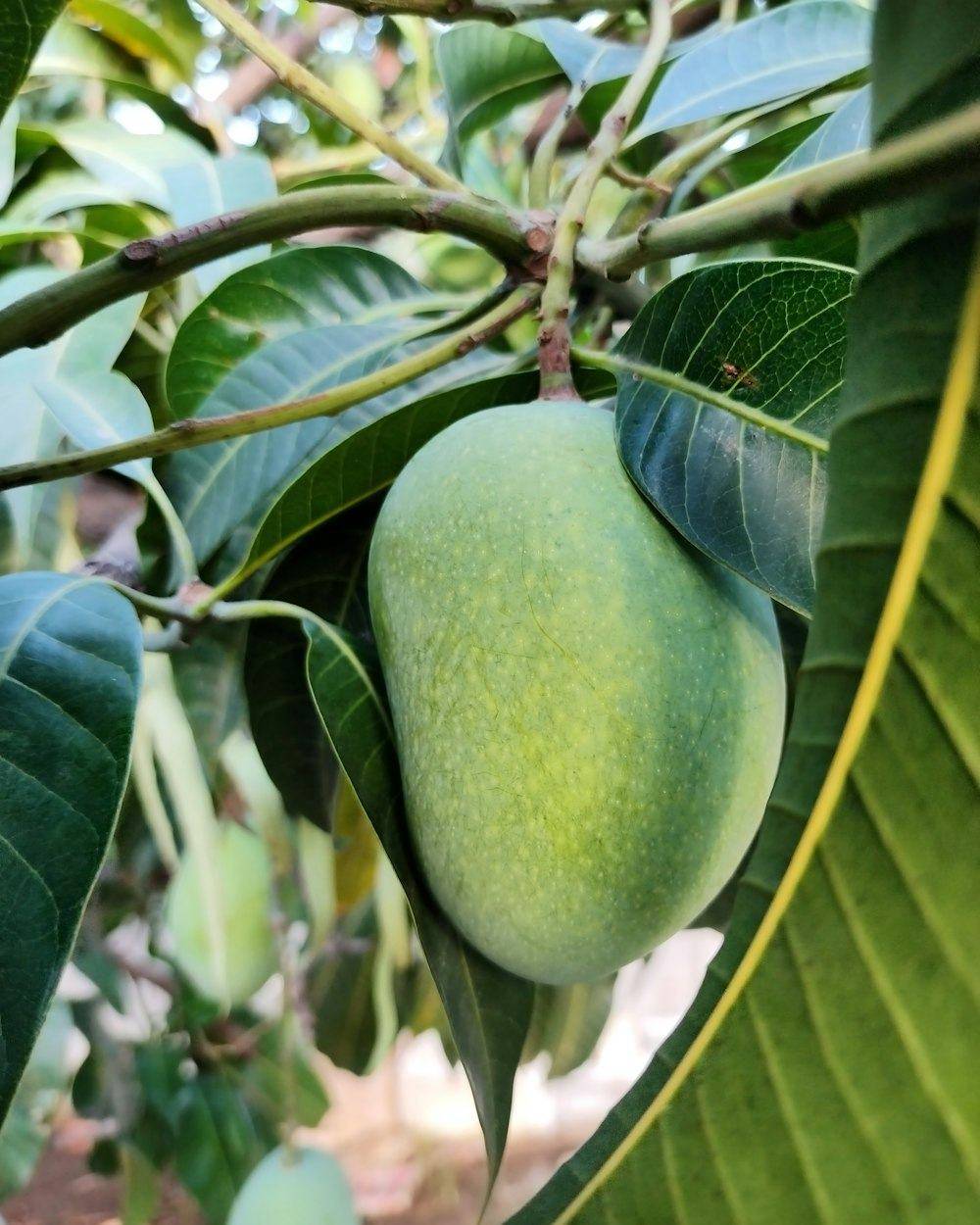 Mango (Dwarf, Grafted) (Mangifera indica)