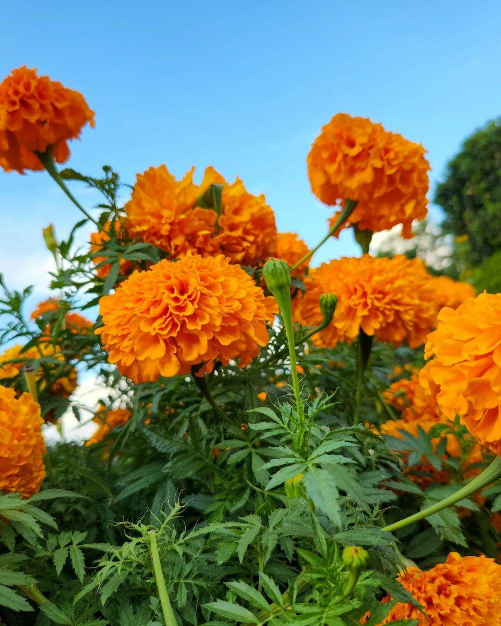 Marigold (Genda) (Tagetes erecta)