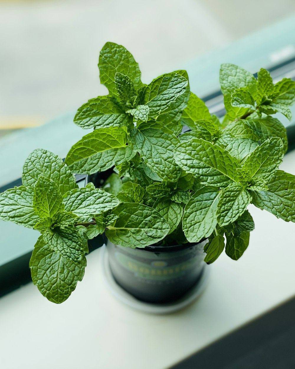 Mint (Pudina) (Mentha spicata)