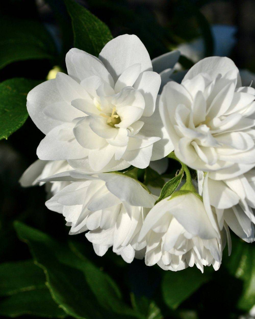 Mogra (Jasminum sambac)