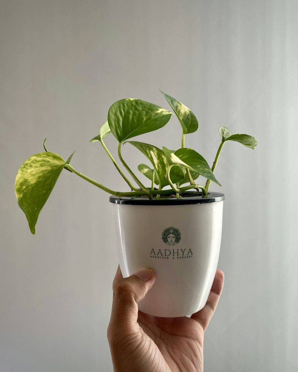 Money Plant (Epipremnum aureum)