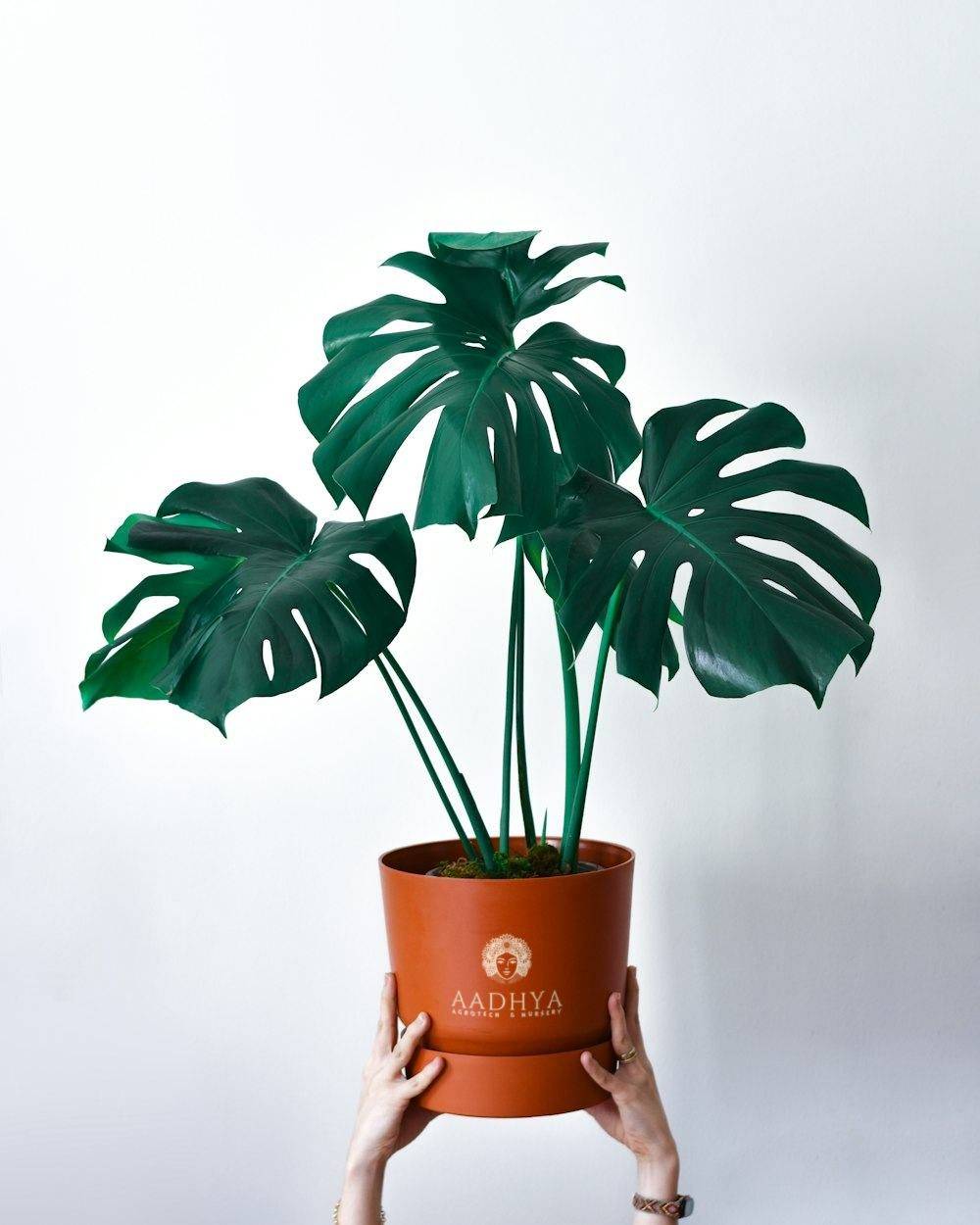 Monstera Deliciosa (Monstera deliciosa)