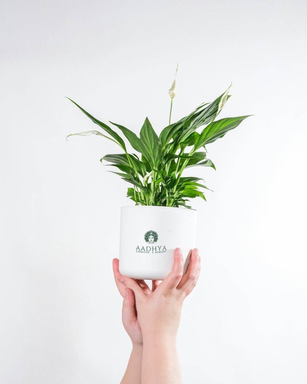 Peace Lily (Spathiphyllum wallisii)