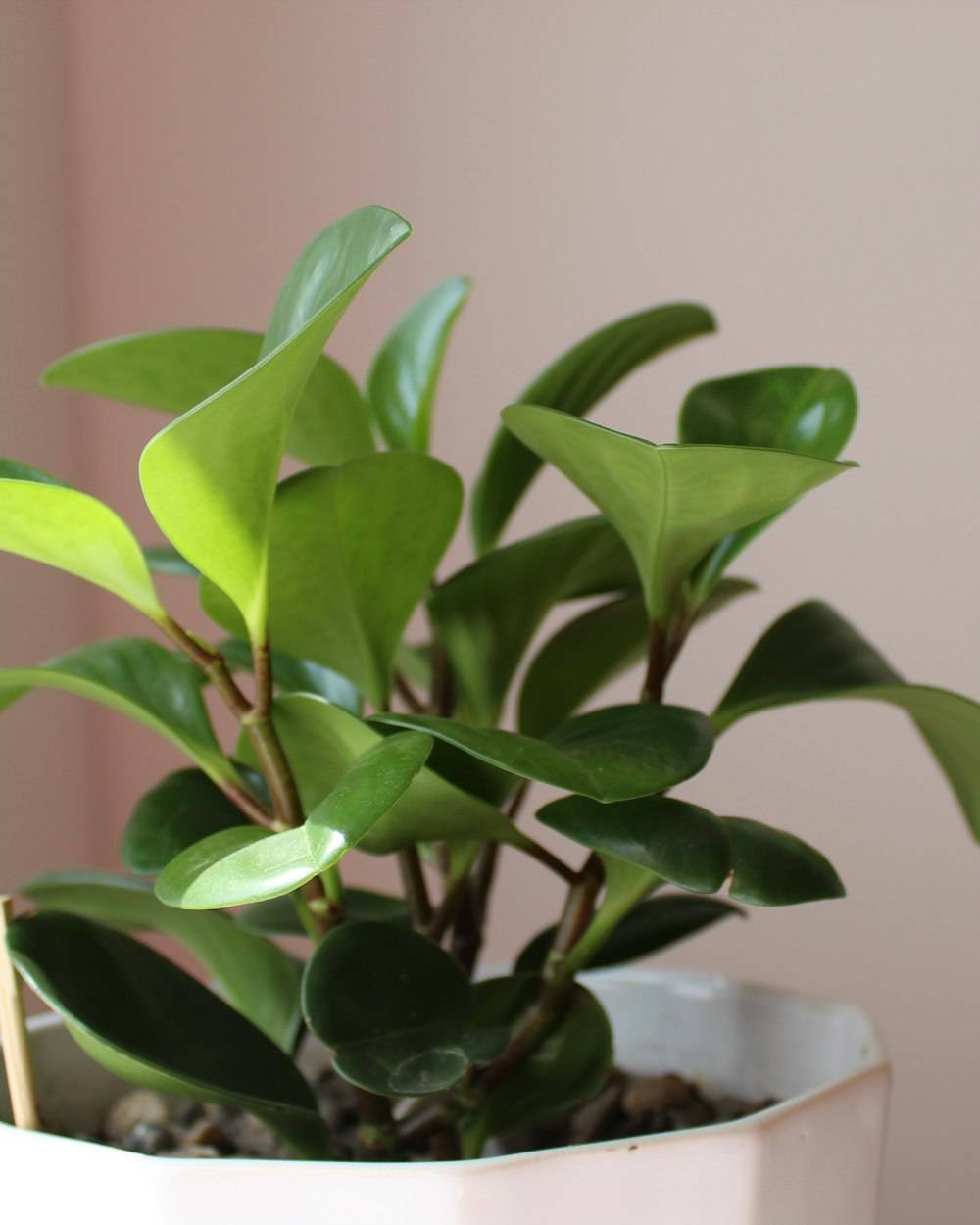 Peperomia (Baby Rubber Plant) (Peperomia obtusifolia)