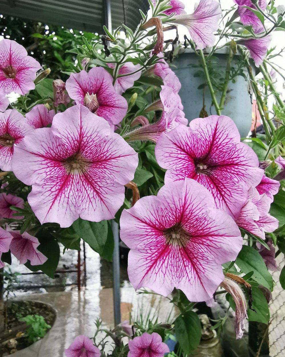 Petunia (Petunia × hybrida)