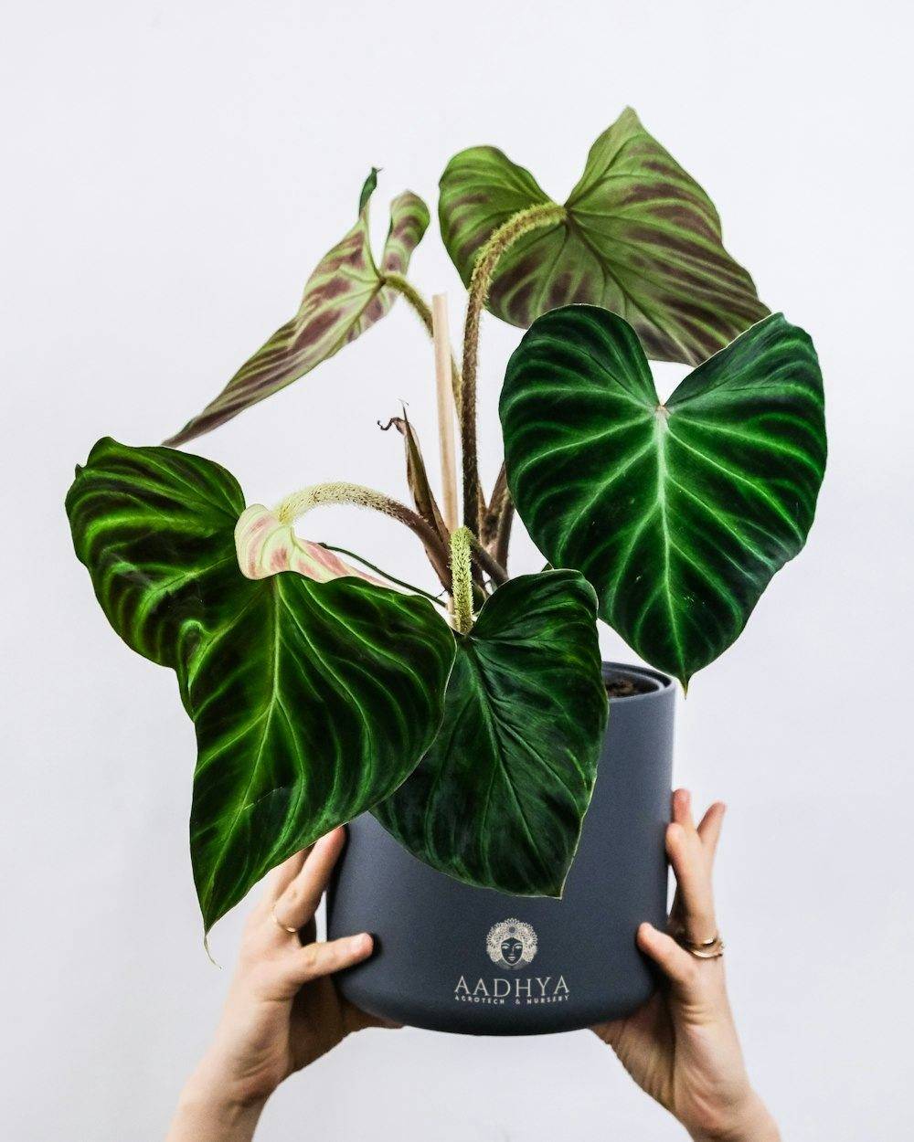 Velvet Philodendron (Philodendron gloriosum)