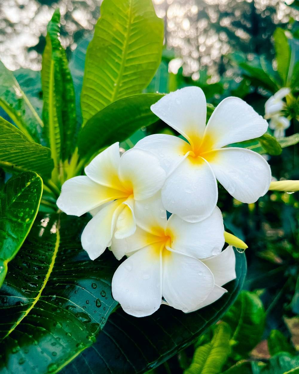 Plumeria (Champa) (Plumeria rubra)