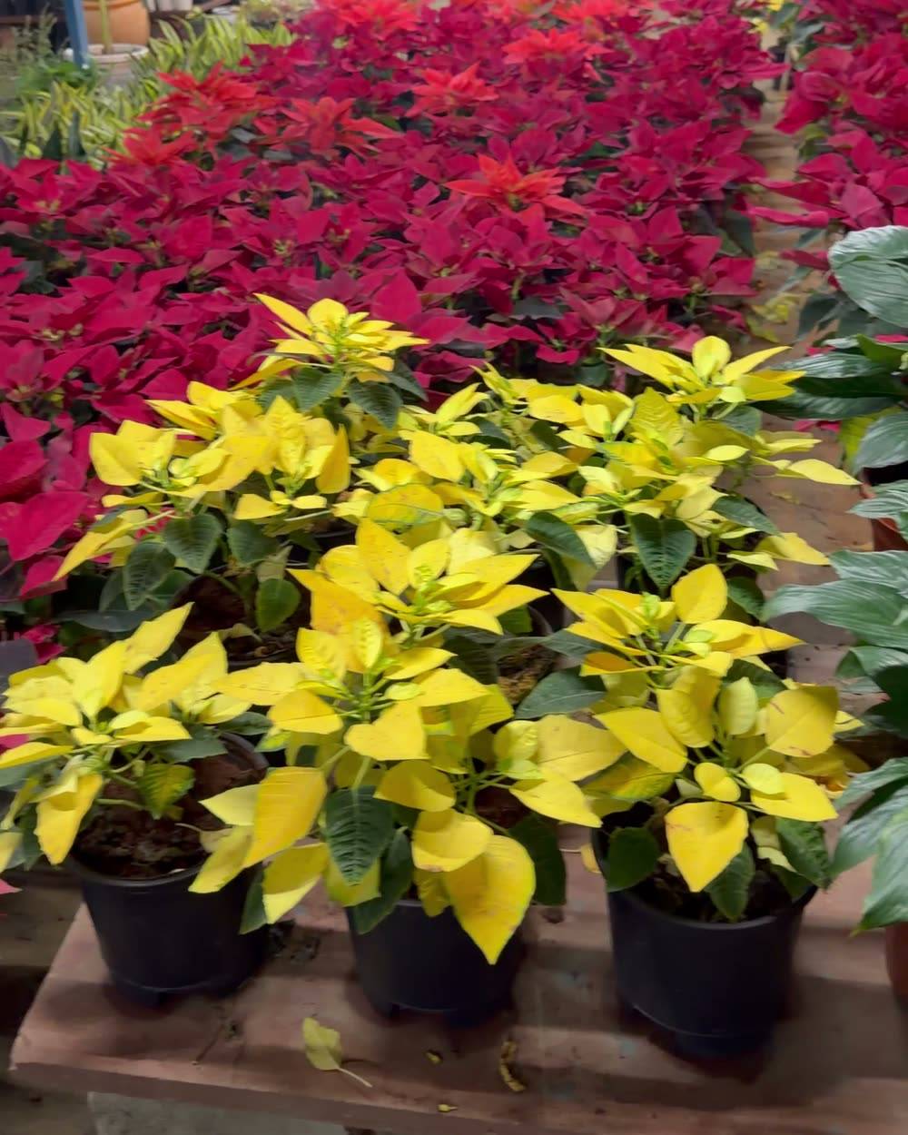 Poinsettia (Euphorbia pulcherrima)