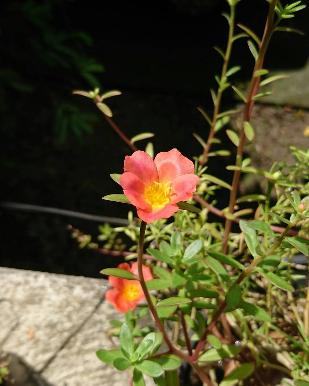 Portulaca (9 O'Clock Flower) (Portulaca grandiflora)