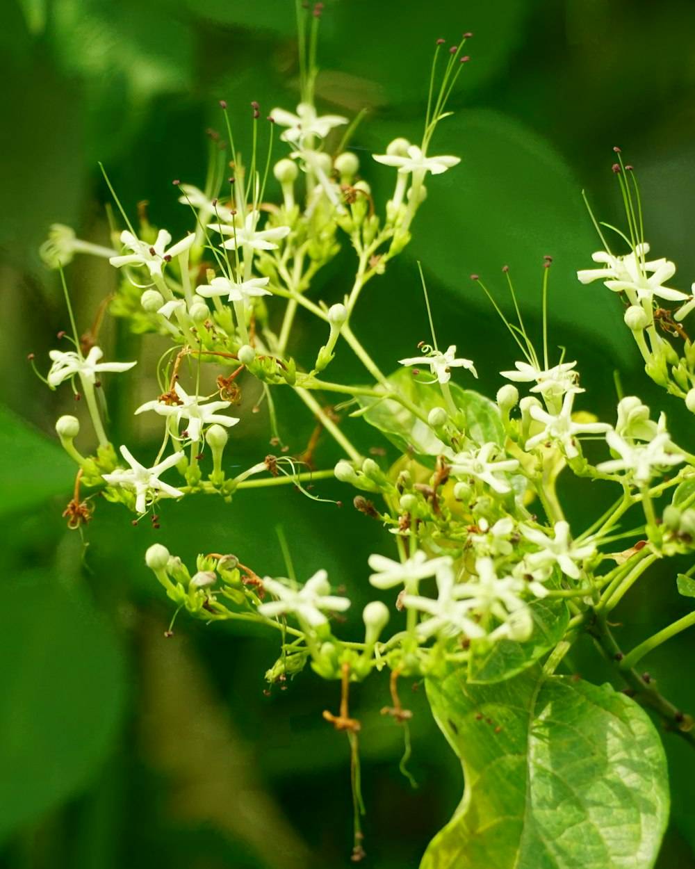 Raat Ki Rani (Cestrum nocturnum)