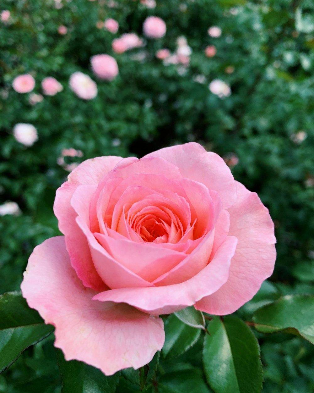 Rose (Rosa hybrida)