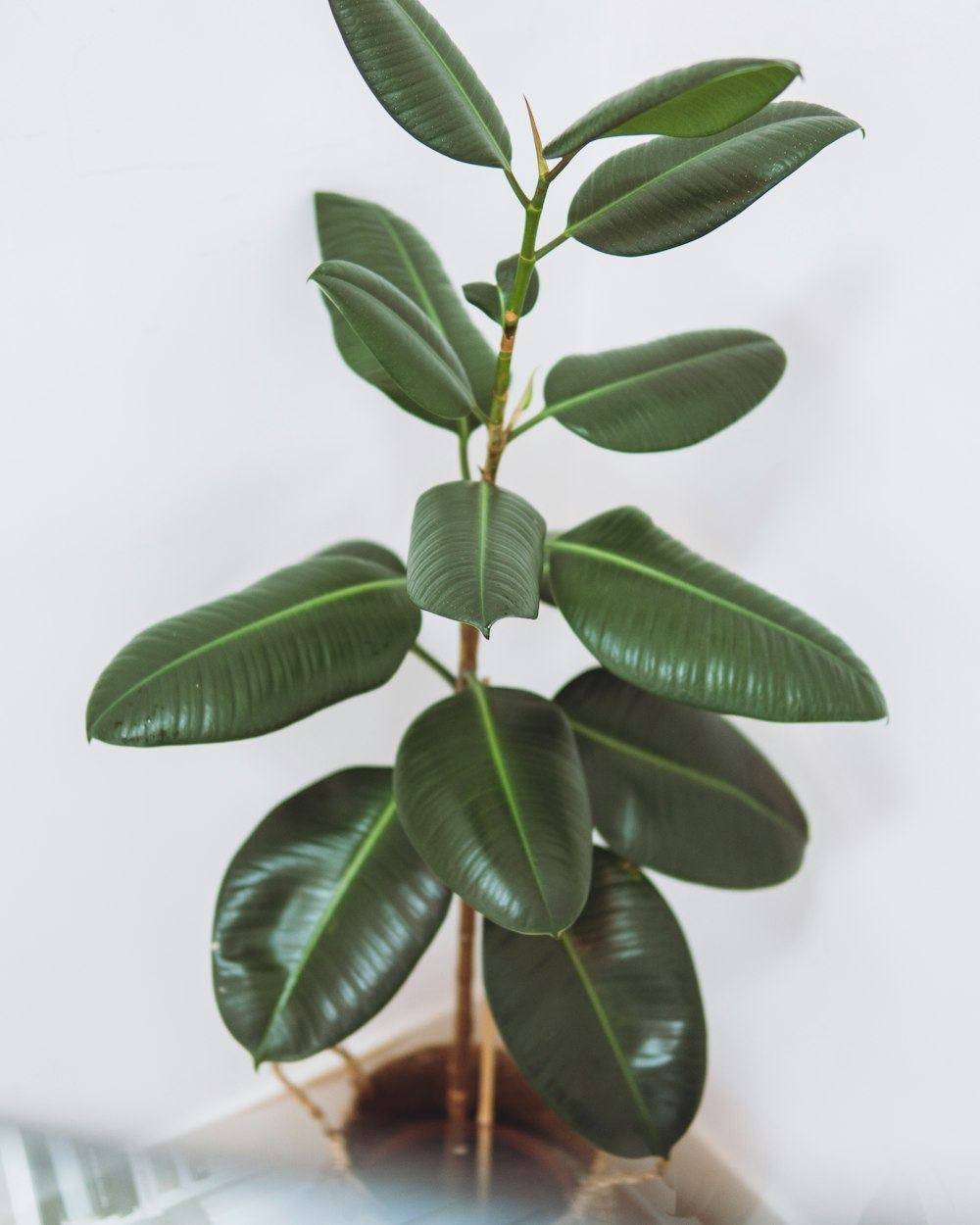 Rubber Plant (Ficus elastica)