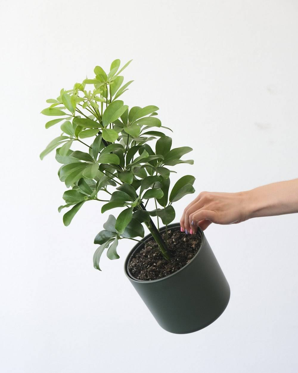 Schefflera (Umbrella Plant) (Schefflera arboricola)