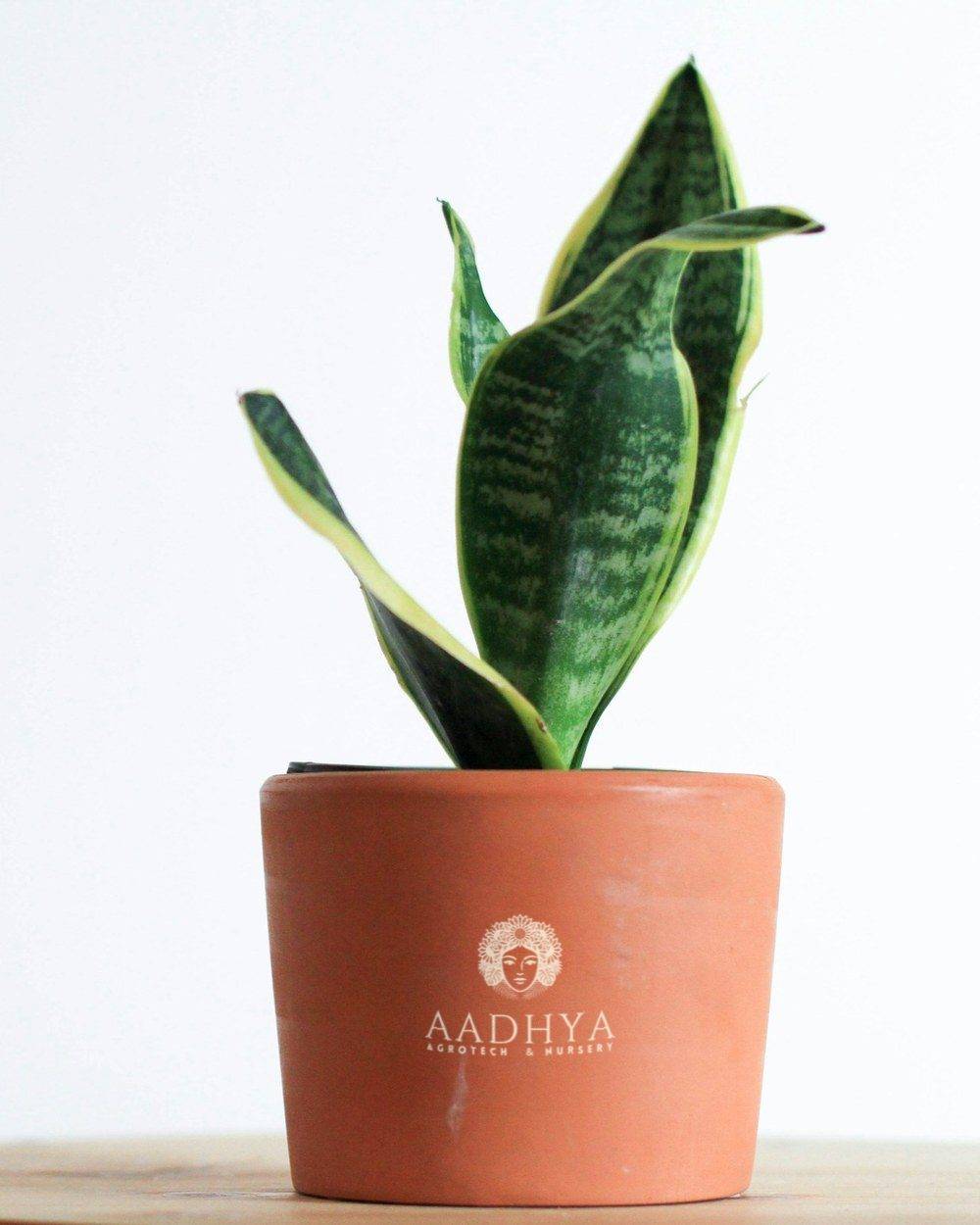 Snake Plant (Dracaena trifasciata)