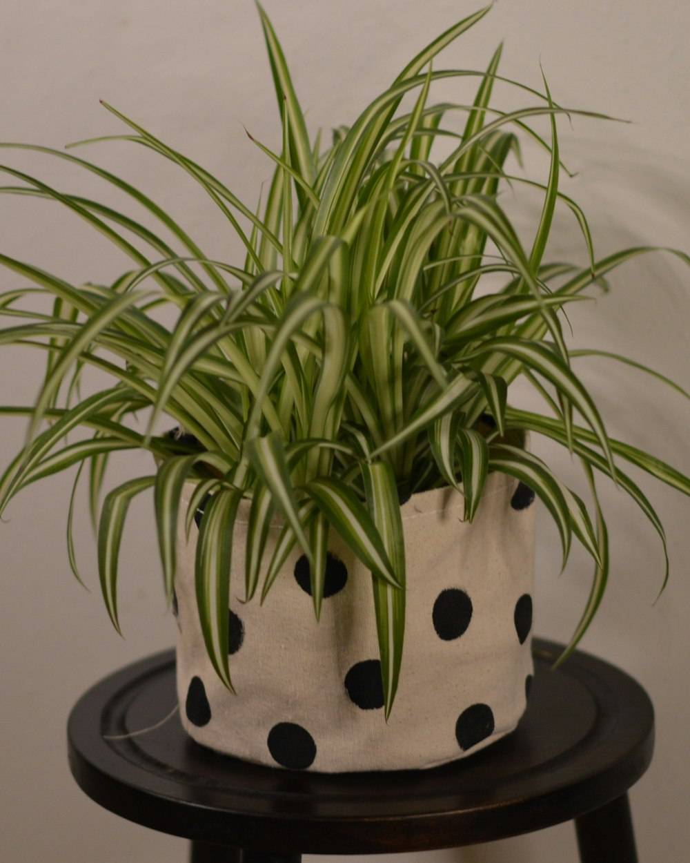 Spider Plant (Chlorophytum comosum)