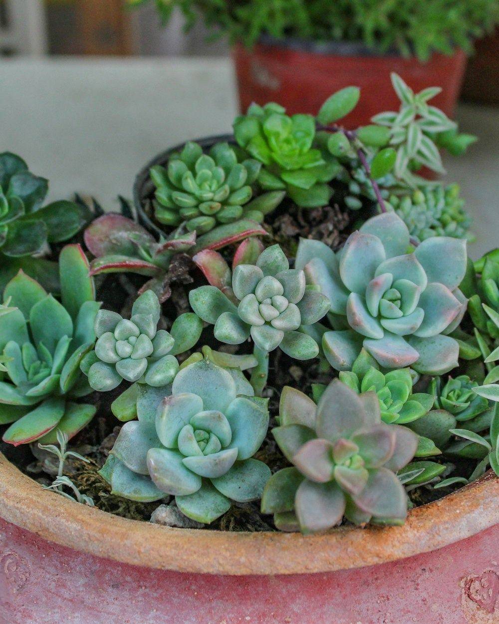 Succulent Bowl (Echeveria, Sedum & more)