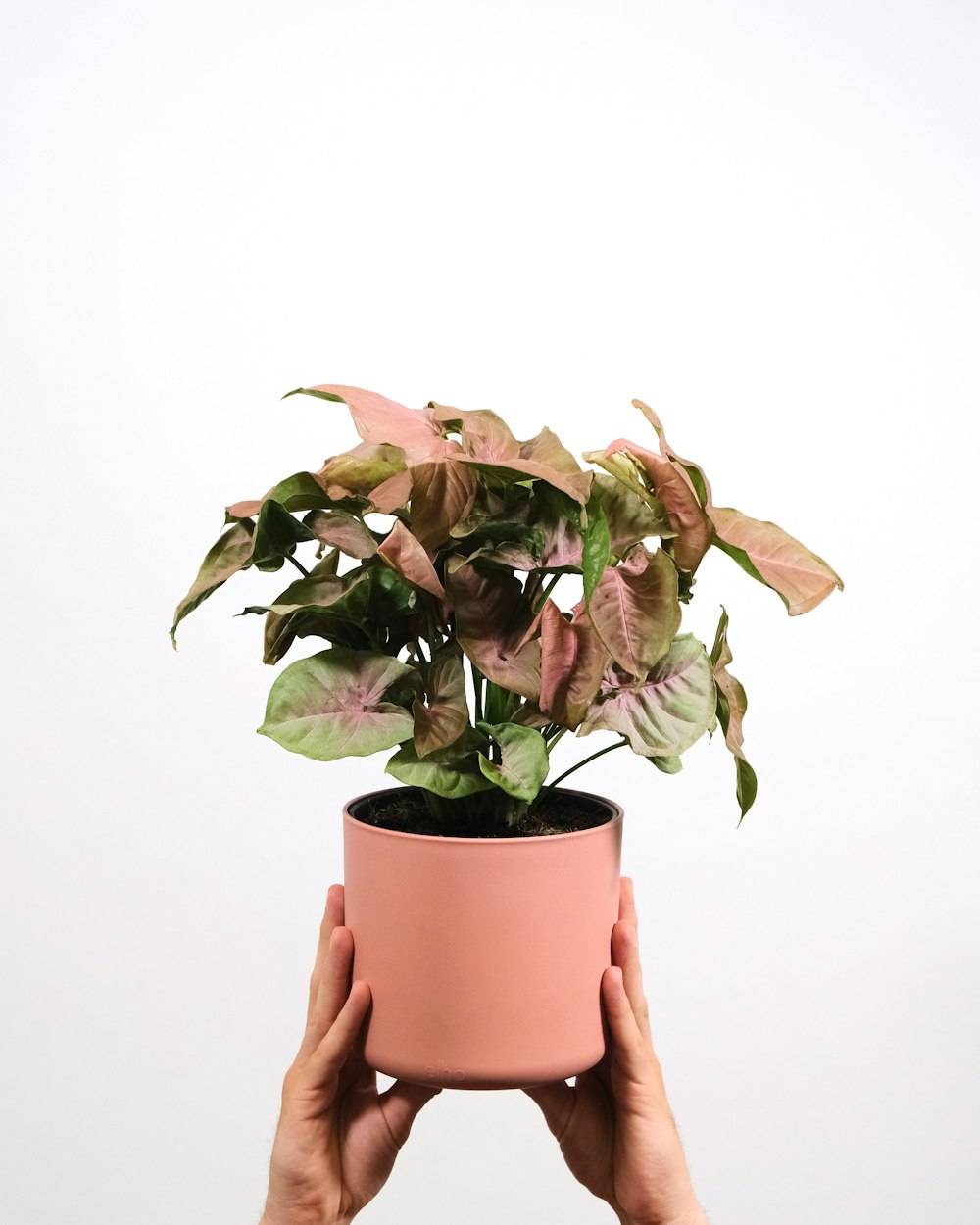 Syngonium (Arrowhead) (Syngonium podophyllum)