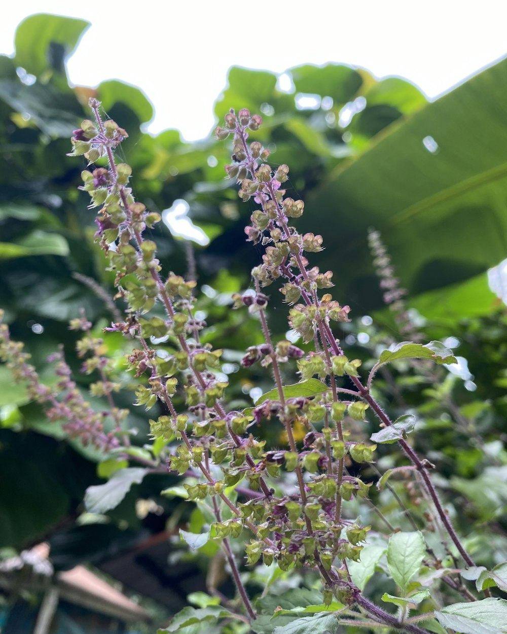 Tulsi (Ocimum tenuiflorum)