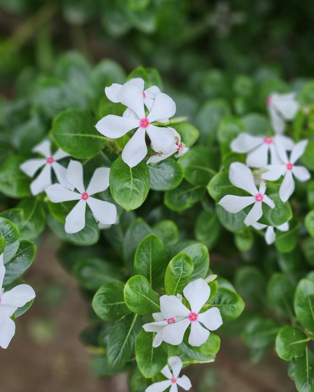 Vinca (Sadabahar) (Catharanthus roseus)