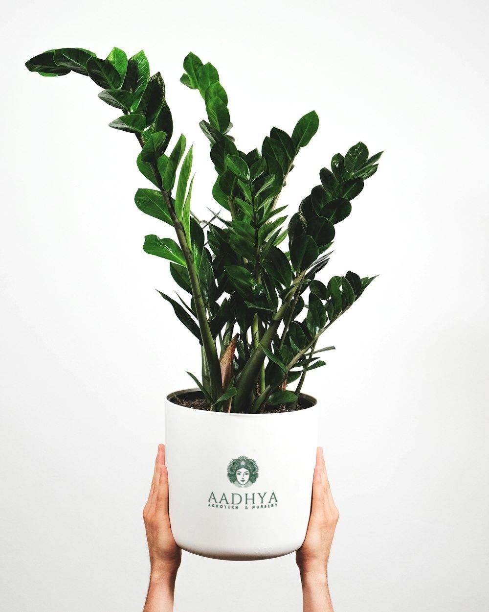 ZZ Plant (Zamioculcas zamiifolia)