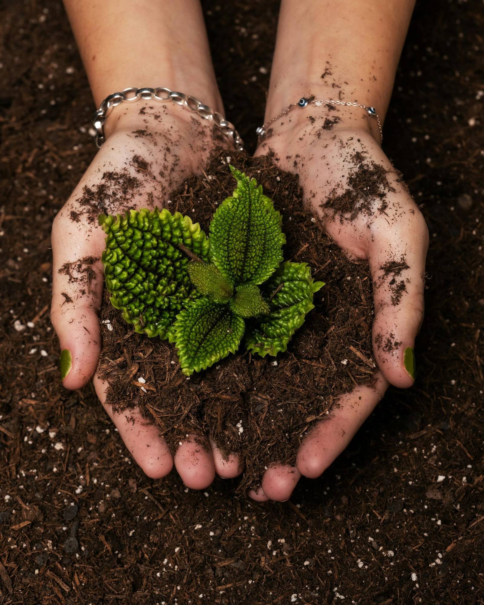 Garden Care & Maintenance