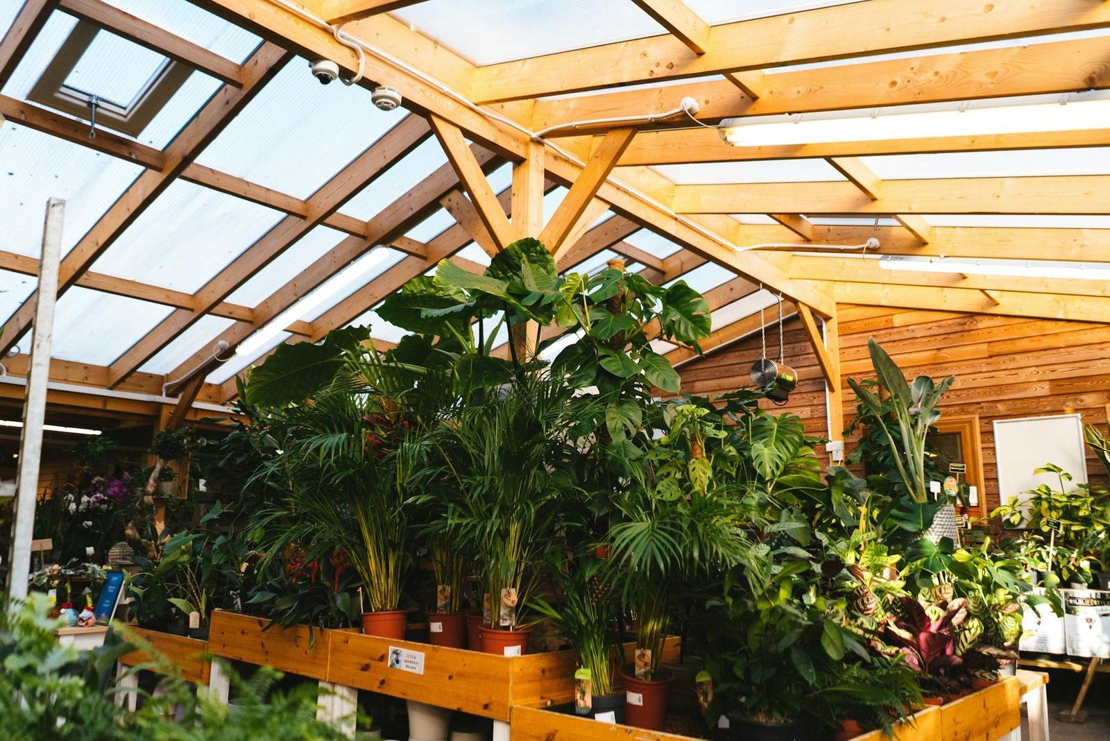 Tall tropical plants inside the nursery greenhouse