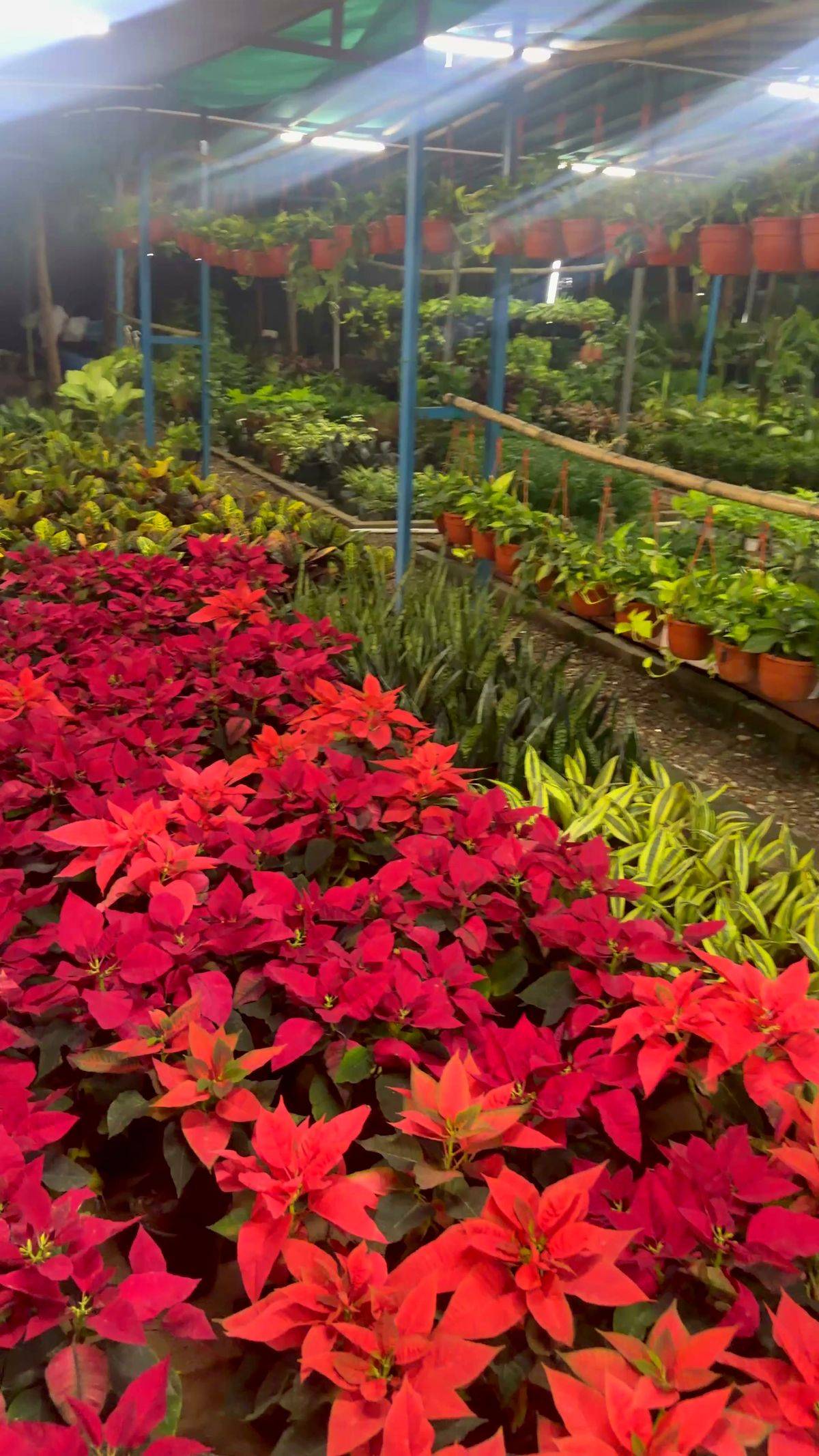 Poinsettias and snake plants in an aisle at the Aadhya nursery