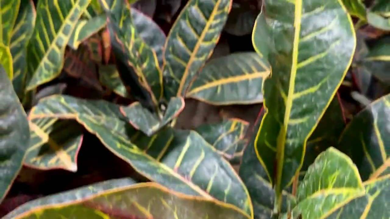 Rows of crotons and foliage plants at the Aadhya nursery